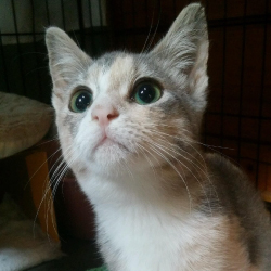 Cat with white, orange, and gray fur, and green eyes looking curiously at something in the distance