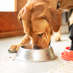 Large brown dog eating from a metal food bowl