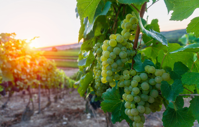 Bunches of green grapes hanging from vines in a vineyard at sunrise